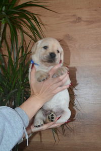 Labradori retriiver (10 foto / 10)