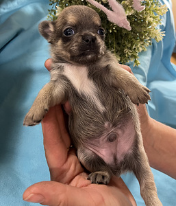Chihuahua (3 foto / 9)