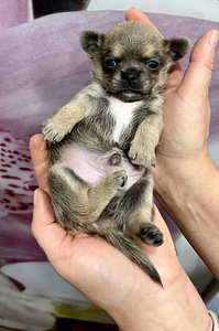 Chihuahua (4 foto / 9)