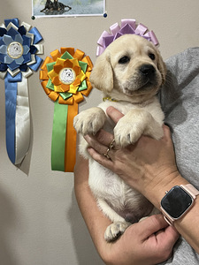 Labradori retriiver (7 foto / 10)