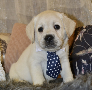 Labradori retriiver (8 foto / 9)