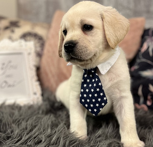 Labradori retriiver (9 foto / 9)