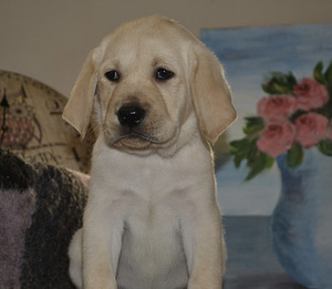 Labradori retriiver (1 foto / 10)