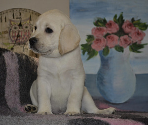 Labradori retriiver (3 foto / 10)