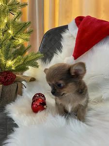 Chihuahua (4 foto / 9)