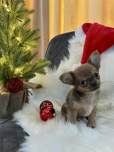 Chihuahua (7 foto / 9)