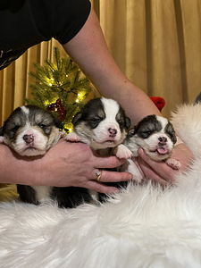 Walesi corgi pembroke (2 foto / 6)