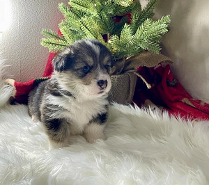 Walesi corgi pembroke (3 foto / 10)