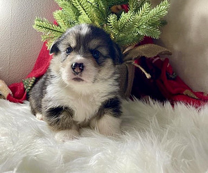 Walesi corgi pembroke (7 foto / 10)