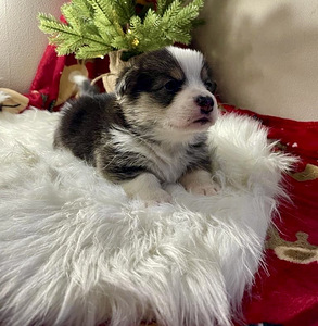 Walesi corgi pembroke (8 foto / 10)