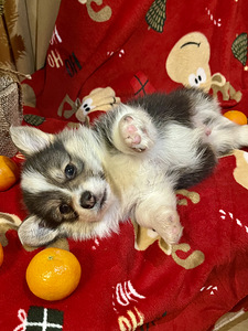 Вельш Корги Пемброк Welsh Corgi Pembroke (5 фото из 10)