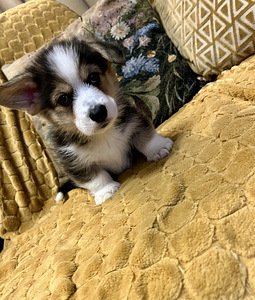 Walesi corgi pembroke (6 foto / 10)