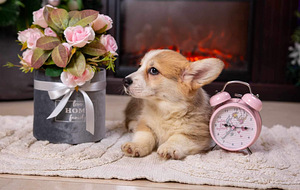 Walesi corgi pembroke (6 foto / 9)