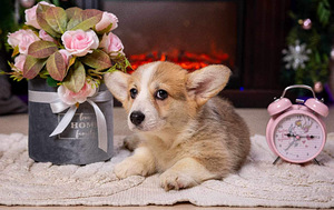 Walesi corgi pembroke (7 foto / 9)