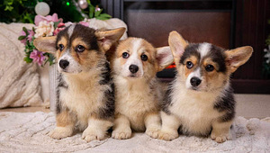 Walesi corgi pembroke (9 foto / 9)