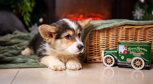 Walesi corgi pembroke (1 foto / 3)