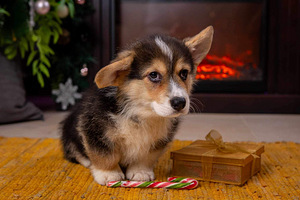 Walesi corgi pembroke (2 foto / 3)