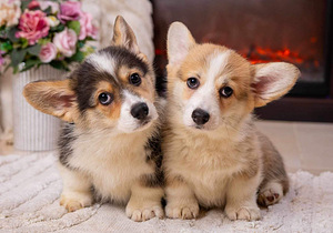 Walesi corgi pembroke kutsikad (1 foto / 5)