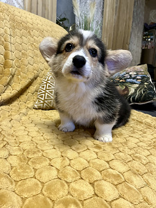 Walesi corgi pembroke kutsikad (5 foto / 5)
