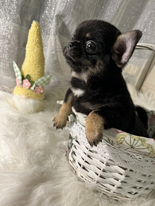 Chihuahua (4 foto / 4)