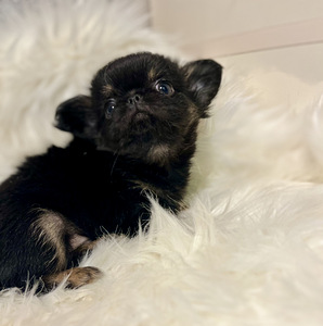 Chihuahua (4 foto / 9)