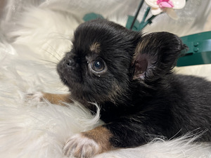Chihuahua (8 foto / 9)