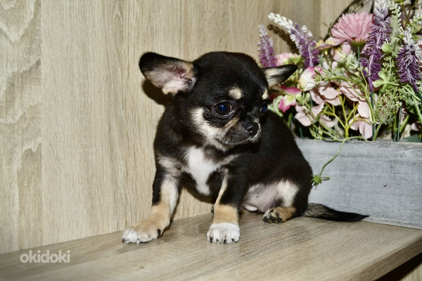 Chihuahua (foto #3)