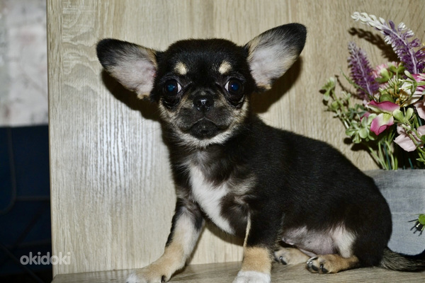 Chihuahua (foto #10)