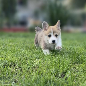 Welsh corgi pembroke (2 foto / 10)