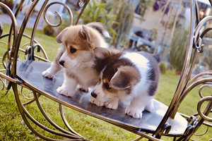 Welsh corgi pembroke (6 foto / 10)