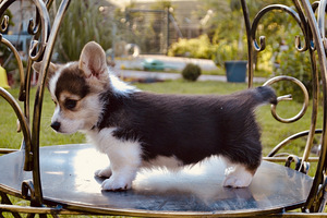 Welsh corgi pembroke (7 foto / 10)