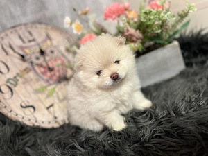 Pomeranian spits (2 foto / 10)