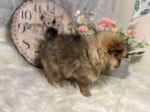 Pomeranian spits (7 foto / 10)