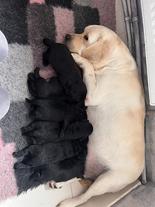 Labradori retriiver (9 foto / 9)