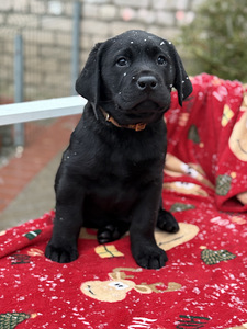 Labradori retriiver (3 foto / 8)