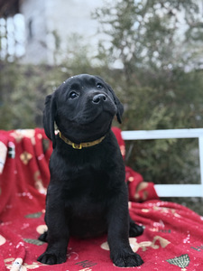 Labradori retriiver (7 foto / 8)