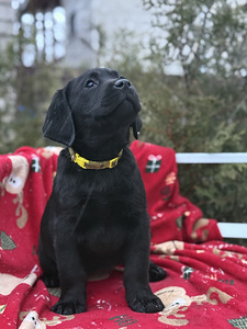 Labradori retriiver (8 foto / 8)