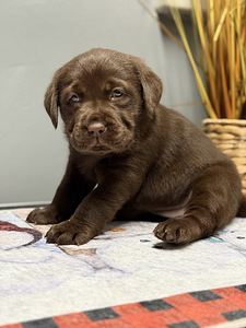 Labradori retriiver (8 foto / 10)