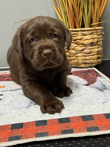 Labradori retriiver (9 foto / 10)