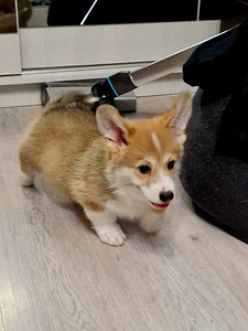 Welsh Corgi Pembroke (2 foto / 10)