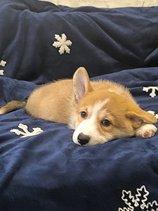 Welsh Corgi Pembroke (5 foto / 10)