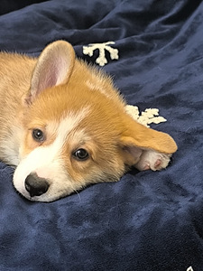 Welsh Corgi Pembroke (7 foto / 10)