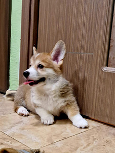 Welsh Corgi Pembroke (10 foto / 10)