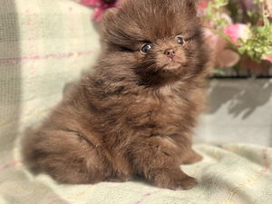 Pomeranian spits (3 foto / 8)