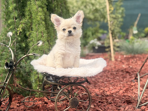 Chihuahua (4 foto / 10)