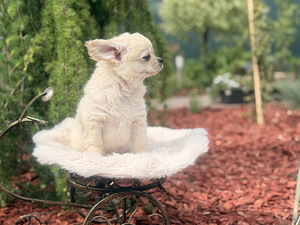 Chihuahua (8 foto / 10)