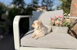 Pikakarvaline chihuahua (4 foto / 10)