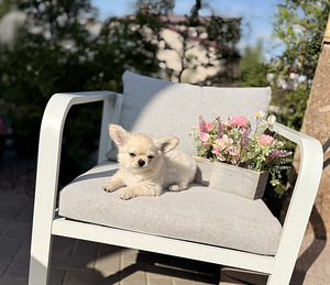 Pikakarvaline chihuahua (5 foto / 10)