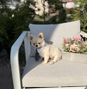 Pikakarvaline chihuahua (7 foto / 10)