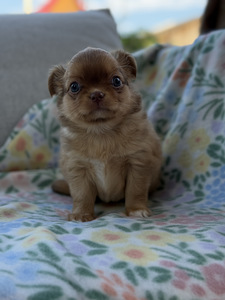 Pikakarvaline Chihuahua kutsikas (2 foto / 8)